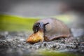 funny hungry gourmand snail slug eating cep mushroom macro close up