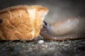 Funny hungry gourmand snail slug eating cep mushroom macro close up