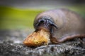 funny hungry gourmand snail slug eating cep mushroom macro close up