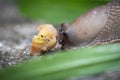 Funny hungry gourmand snail slug eating cep mushroom macro close up