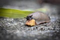 Funny hungry gourmand snail slug eating cep mushroom macro close up