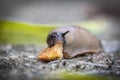 Funny hungry gourmand snail slug eating cep mushroom macro close up