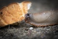 Funny hungry gourmand snail slug eating cep mushroom macro close up