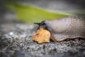 Funny hungry gourmand snail slug eating cep mushroom macro close up