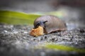 Funny hungry gourmand snail slug eating cep mushroom macro close up