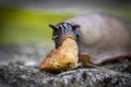 Funny hungry gourmand snail slug eating cep mushroom macro close up