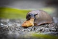 Funny hungry gourmand snail slug eating cep mushroom macro close up