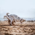 Funny Husky digging Royalty Free Stock Photo