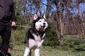 A funny husky dog laughs and shows his tongue, a jolly dog with blue eyes, a satisfied one Malamute runs near the owner on a leash