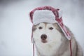 Funny husky dog is in red warm hat. Close-up portrait of cute dog breed siberian husky is on the snow in winter forest