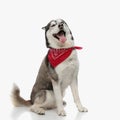 funny husky dog wearing red bandana, panting and yawning Royalty Free Stock Photo