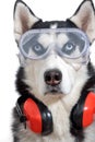 Funny husky dog worker in builder glasses and headphone to ear protection