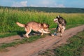 Funny husky dogs play with plastic bottle on dirt road against green field. Siberian husky jumping, and running on the walk