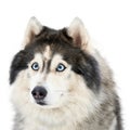 Funny husky face with big surprised eyes, isolated