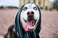 Funny husky look up sticks out tongue