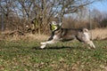 A funny husky is running in the garden with a ball in the mouth