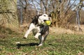 A funny husky is running in the garden with a ball in the mouth
