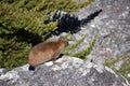A funny hyrax is sitting on a stone at the Table Mountain in Cape Town in South Africa