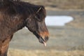 Funny Icelandic Horse with His Tongue Out