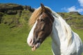 Funny Icelandic horse showing tongue on the green meadow