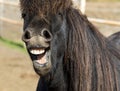 Funny icelandic horse smiling and laughing with large teeth. Selective focus on the teeth and nose.