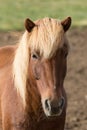 Funny icelandic horse smiling and laughing with large teeth. Selective focus on the teeth and nose. Royalty Free Stock Photo