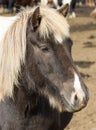 Funny icelandic horse smiling and laughing with large teeth. Selective focus on the teeth and nose. Royalty Free Stock Photo