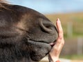 Funny icelandic horse smiling and laughing with large teeth. Selective focus on the teeth and nose.