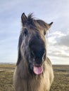 A funny Icelandic horse stick out its tongue