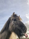 A funny Icelandic horse stick out its tongue