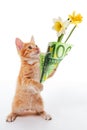 Funny idea. Kitten presents flowers wrapped in a 100 euro banknote as a gift Royalty Free Stock Photo