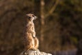 Funny image from African nature. Cute Meerkats, Suricata suricatta, sitting in the sand desert. Meerkat from Namibia, Africa. Big