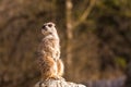 Funny image from African nature. Cute Meerkats, Suricata suricatta, sitting in the sand desert. Meerkat from Namibia, Africa. Big