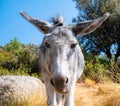 Funny image of a beautiful gray donkey surrounded by nature