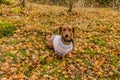 Funny image of a dachshund with a sweater sitting very attentive