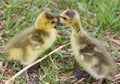 Funny image with kissing cute young chicks of the Canada geese Royalty Free Stock Photo