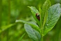 Funny image of a love making ladybugs couple in the spring forest. Royalty Free Stock Photo