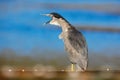 Funny image in nature, bird with open bill. Sea bird. Heron sitting on the rock cost. Heron sitting on the stone. Night heron, Nyc