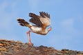 Funny image from nature. Red-legged Seriema, Cariama cristata, Pantanal, Brazil. Bird on the roof with open wing. Seriema with blu