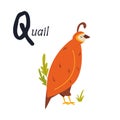 Funny image of a quail and letter Q. Zoo alphabet collection