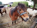 Funny image of a small size cute little white brown horse pony Royalty Free Stock Photo