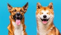 Funny image of two dogs of different breeds, looking at camera with eyes closed, isolated on blue background with copy space Royalty Free Stock Photo