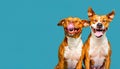 Funny image of two dogs, looking at camera with eyes closed, with the tongue out, isolated on blue background with a large copy Royalty Free Stock Photo