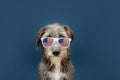 Funny independence day 4th of july dog wearing american flag glasses costume Royalty Free Stock Photo