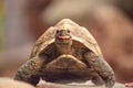 Funny Indian star tortoise Geochelone elegans with its tongue out Royalty Free Stock Photo