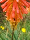 Funny insect looking up positioned on a flower with shades of red.