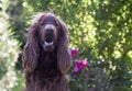 Funny Irish Setter Royalty Free Stock Photo