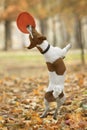 Funny Jack Russel terrier catching frisbee