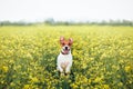 Funny Jack Russel Terrier puppy jumping