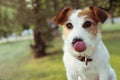 FUNNY JACK RUSSELL DOG LINKING HIS LIPS. NATURAL DEFOCUSED BACKGROUND